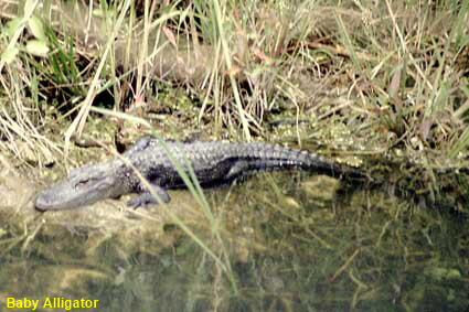  Baby Alligator, the Everglades, FL, USA