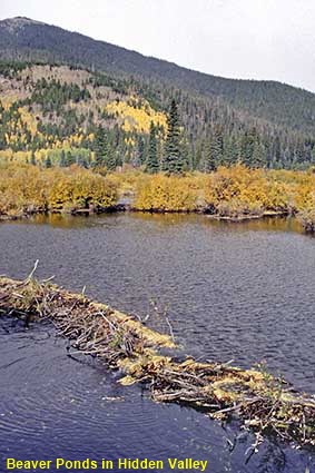 Beaver Ponds in Hidden Valley, Rocky Mountain National Park, CO, USA  Beaver Ponds in Hidden Valley, Rocky Mountain National Park, CO, USA