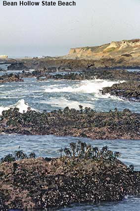  Rocks, surf & seaweed  at Bean Hollow State Beach, CA, USA