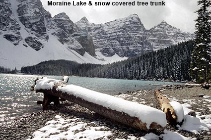 Moraine Lake & snow covered tree trunk, Alberta, Canada
