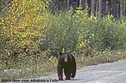 Black Bear walking along Route 93A near Athabasca Falls, Jasper National Park, Alberta, Canada