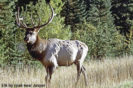  Elk by road near Jasper, Alberta, Canada