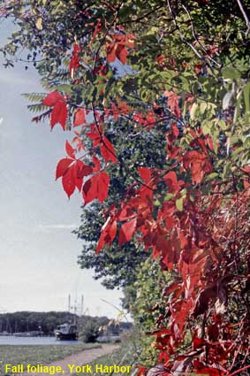  Fall foliage, York Harbor, ME, USA