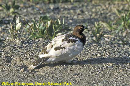 Willow Ptarmigan, Denali National Park, AK, USA