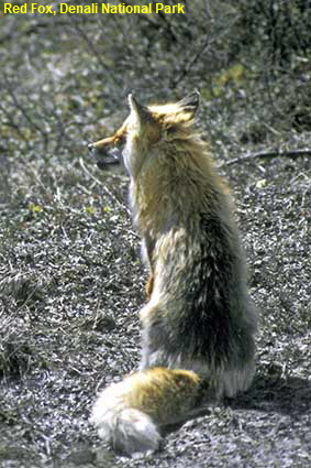 Red Fox, Denali National Park, AK, USA 