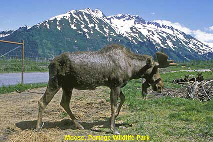 Moose, Portege Wildlife Park, AK, USA