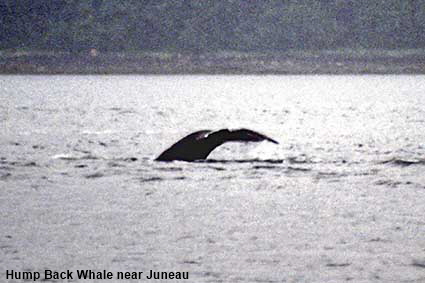 Hump Back Whale from boat trip out of Juneau, AK, USA