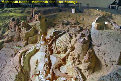Mammoth bones, Mammoth Site, Hot Springs, SD