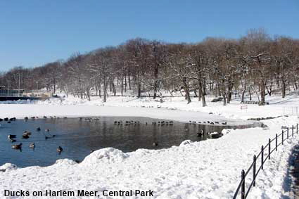  Ducks on unfrozen part of Harlem Meer, Central Park, New York, NY, USA