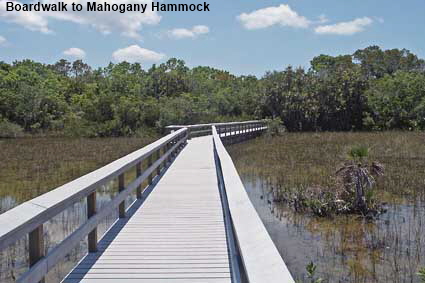 Mahogany Hammock, Everglades National Park, FL, USA