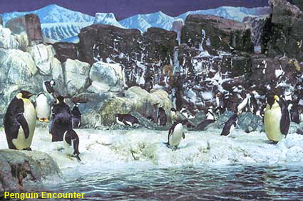 Penguins, Sea World, San Diego, CA, USA  Penguins, Sea World, San Diego, CA, USA