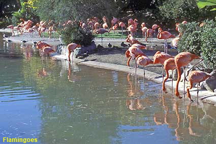 Flamingoes, Sea World, San Diego, CA, USA  Flamingoes, Sea World, San Diego, CA, USA