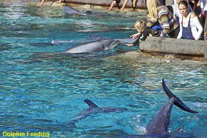 Dolphin feeding, Sea World, San Diego, CA, USA  Dolphin feeding, Sea World, San Diego, CA, USA