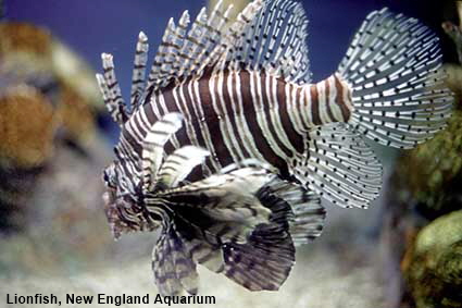  Lionfish, New England Aquarium, Boston, MA, USA