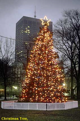  Christmas Tree at dusk, Boston Common, Boston, MA, USA