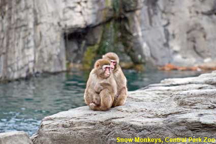  Snow Monkeys, Central Park Zoo, New York, NY, USA