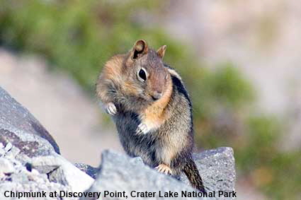  Chipmunk at Discovery Point, Crater Lake National Park, OR, USA