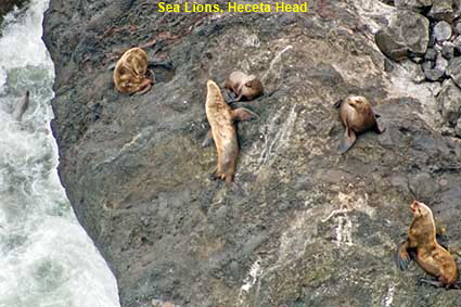  Sea Lions, Heceta Head, OR, USA