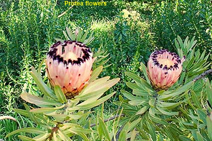  Protea flowers, SF Botanical Garden, Strybing Arboretum, Golden Gate Park, San Francisco, CA, USA