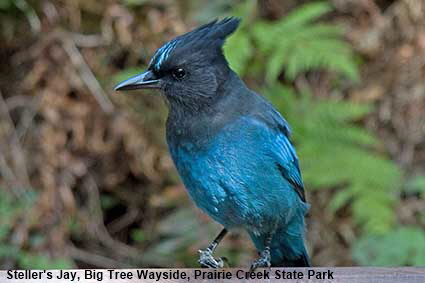  Steller's Jay, Big Tree Wayside, Prairie Creek State Park, CA, USA