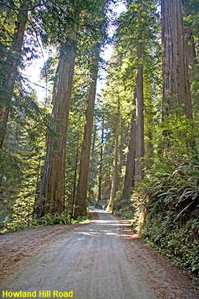  Howland Hille Road, Jedediah Smith State Park, CA, USA