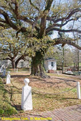 Evangeline Oak, St Martinville, LA, USA  Evangeline Oak, St Martinville, LA, USA