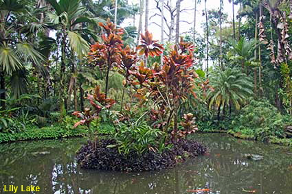  Lily Lake, Hawaii Tropical Botanical Garden, Hawaii , HI, USA