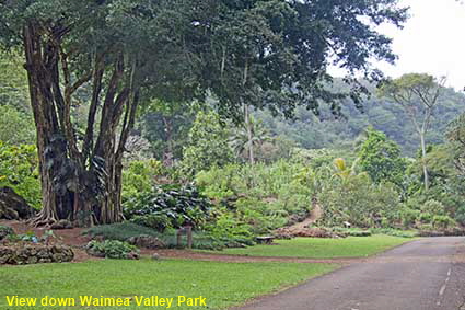  View down Waimea Valley Park, Oahu, HI, USA