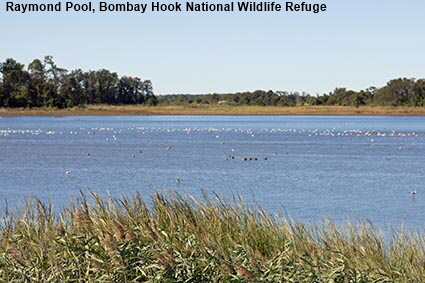 Raymond Pool, Bombay Hook National Wildlife Refuge, DE, USA
