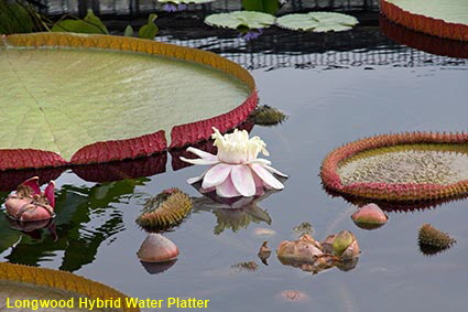 Longwood Hybrid Water Platter, Longwood Gardens, Kennett Square, PA, USA