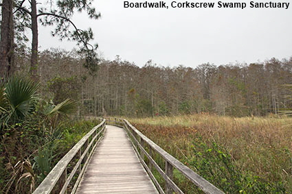 Boardwalk, Corkscrew Swamp Sanctuary, Naples, FL, USA Boardwalk, Corkscrew Swamp Sanctuary, Naples, FL, USA