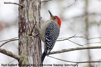 Red-bellied woodpeckerr, Corkscrew Swamp Sanctuary, Naples, FL, USA Red-bellied woodpeckerr, Corkscrew Swamp Sanctuary, Naples, FL, USA