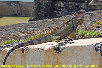 Iguana on Level 6 Defences, Castillo San Felipe del Morro, San Juan, PR, USA