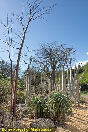 Spiny Forest of Madagascar, Fairchild Tropical Botanic Garden, Coral Gables, Miami, FL, USA