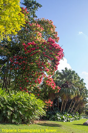 Triplaris Cumingiana in flower, Fairchild Tropical Botanic Garden, Coral Gables, Miami, FL, USA