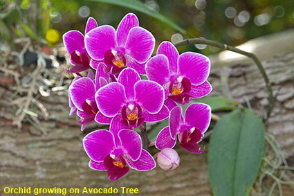 Orchid growing on Avocado Tree, Fairchild Tropical Botanic Garden, Coral Gables, Miami, FL, USA