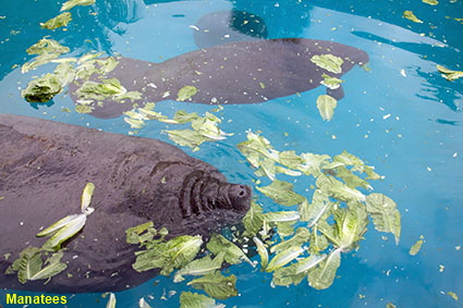 Manatees, Miami Seaquarium, Key Biscayne, Miami, FL, USA