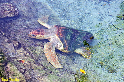 Sea Turtle, Miami Seaquarium, Key Biscayne, Miami, FL, USA