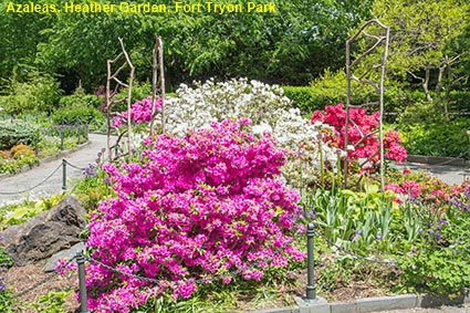 Azaleas, Heather Garden, Fort Tryon Park, Manhattan, New York, NY, USA