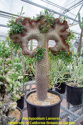 Pachypodium Lamerei, University of California Botanical Garden, Berkeley, CA, USA