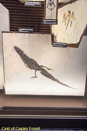 Cast of caiman fossil, Fossil Butte NM, WY, USA