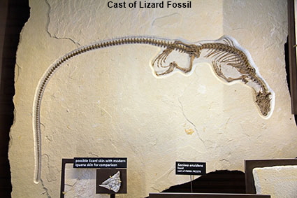 Cast of lizard fossil, Fossil Butte NM, WY, USA