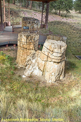 Fossilised Redwoods, Stump Shelter, Florissant Fossil Beds NM, CO, USA Fossilised Redwoods, Stump Shelter, Florissant Fossil Beds NM, CO, USA
