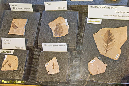 Fossil plants, Florissant Fossil Beds NM, CO, USA Fossil plants, Florissant Fossil Beds NM, CO, USA